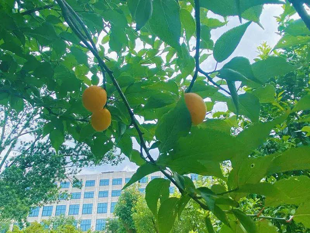 風(fēng)景這邊獨(dú)好！東大環(huán)境美景一覽，請(qǐng)查收