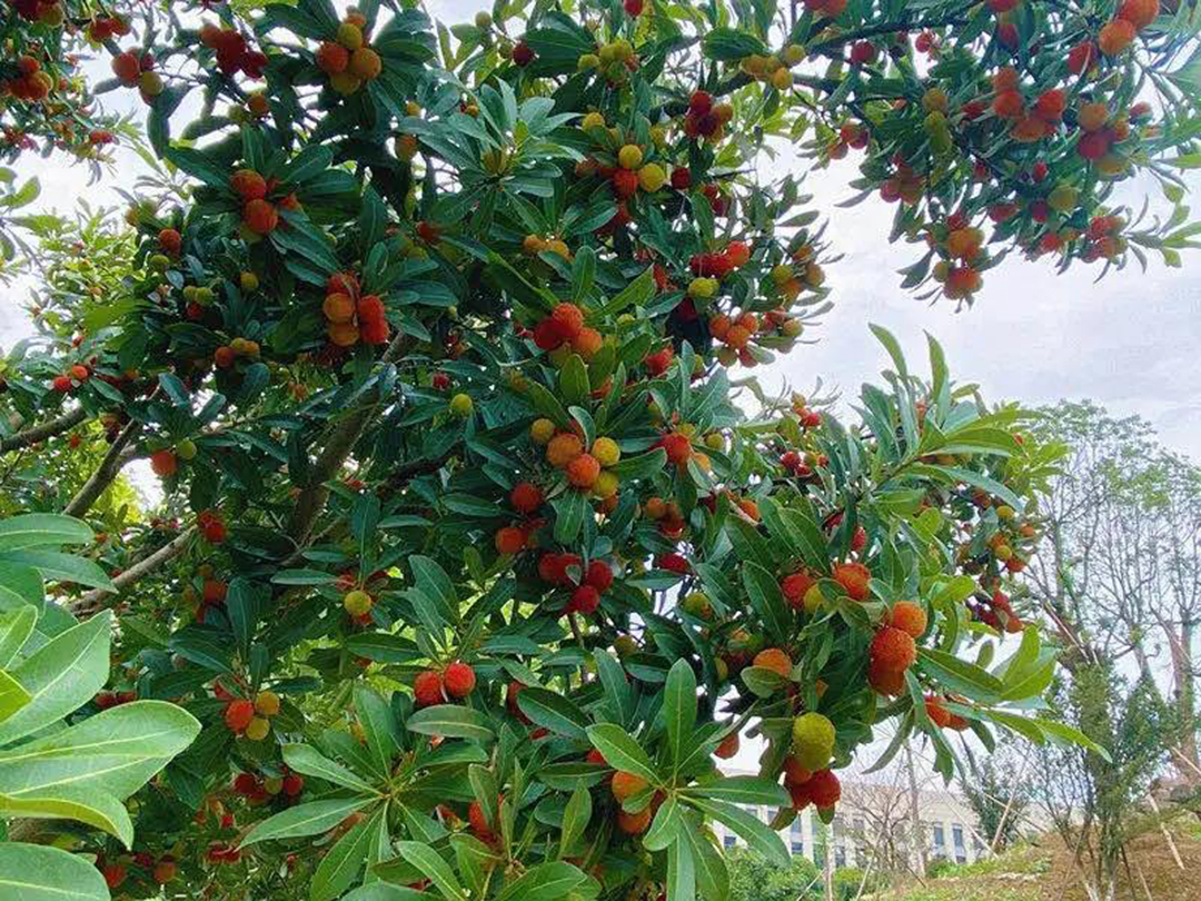 風(fēng)景這邊獨(dú)好！東大環(huán)境美景一覽，請(qǐng)查收