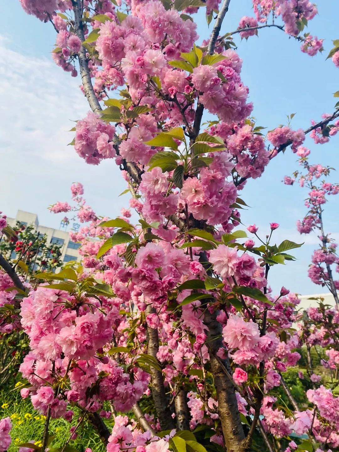 風(fēng)景這邊獨(dú)好！東大環(huán)境美景一覽，請(qǐng)查收